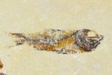 Two Cretaceous Fossil Fish (Armigatus) - Lebanon #110847-2
